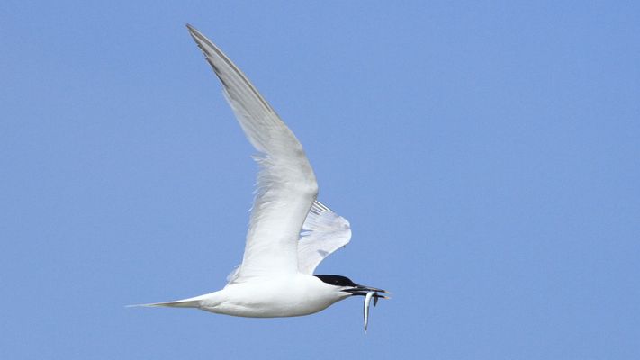 Brandseeschwalbe mit Sandaal auf dem Weg zur Fütterung