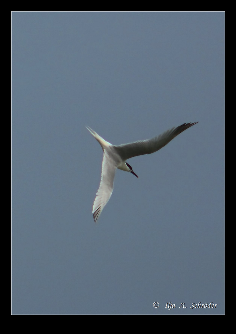 Brandseeschwalbe ( Sterna sandvicensis)