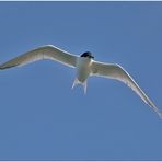  Brandseeschwalbe (Thalasseus sandvicensis) - Das große Aufräumen - Festplattenfunde (13)