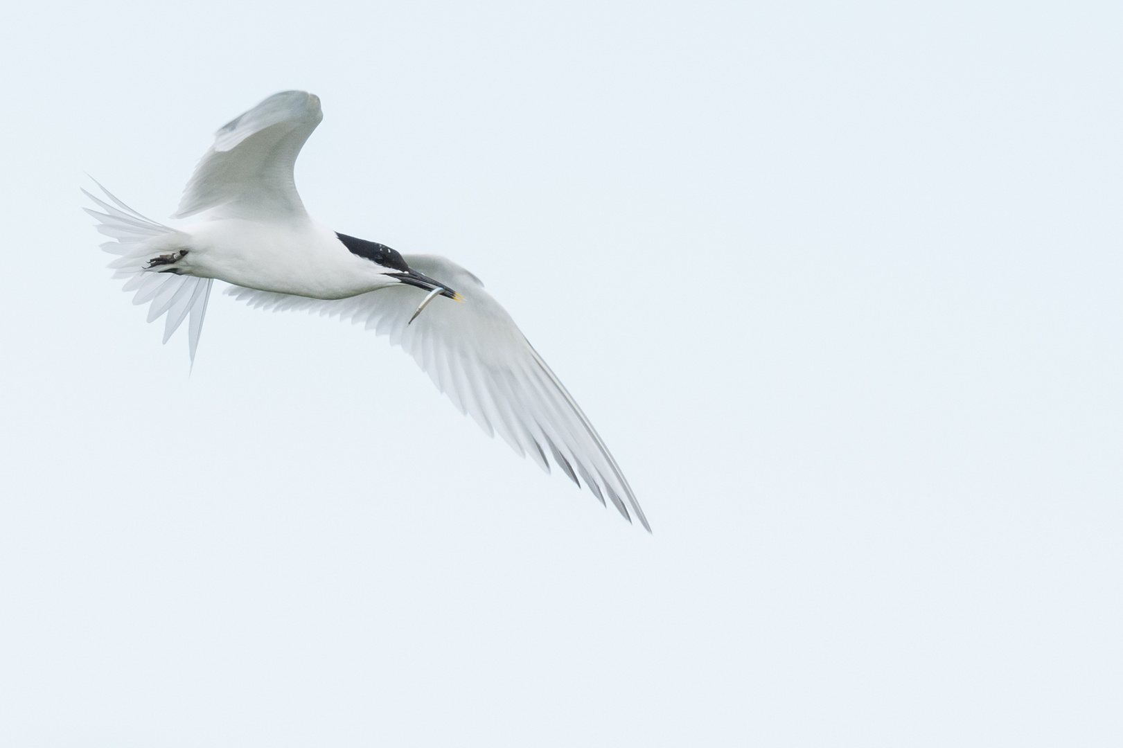 Brandseeschwalbe (Thalasseus sandvicensis), Farne-Inseln, England