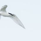 Brandseeschwalbe (Thalasseus sandvicensis), Farne-Inseln, England