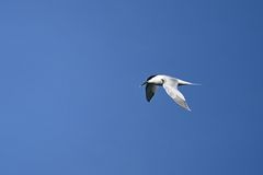 Brandseeschwalbe über dem Limfjord bei Thyborøn (DK)