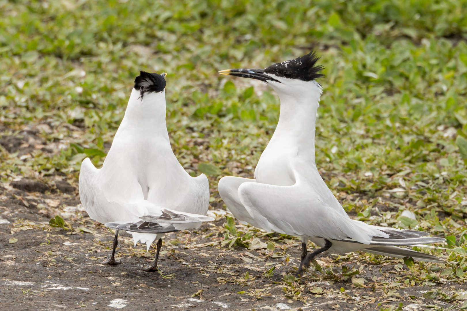 Brandseeschwalben (Thalasseus sandvicensis) beim Balz, Farne-Inseln, England