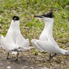 Brandseeschwalben (Thalasseus sandvicensis) beim Balz, Farne-Inseln, England