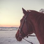 Brandy schaut dem Sonnenuntergang entgegen