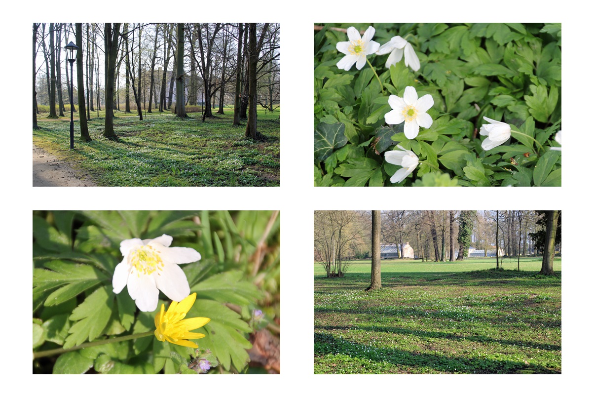 Branitzer Park bei Cottbus: Buschwindröschen