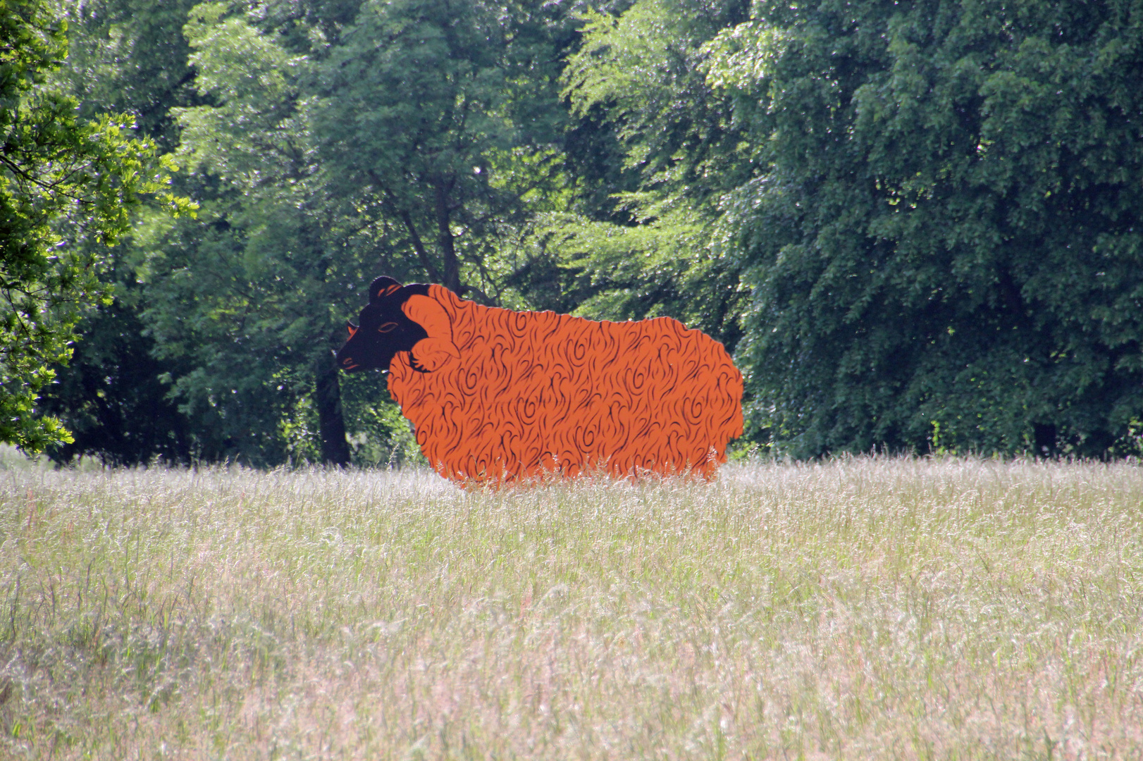 Branitzer Park bei Cottbus: Rotes Schaf auf den Schmiedewiesen