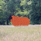Branitzer Park bei Cottbus: Rotes Schaf auf den Schmiedewiesen
