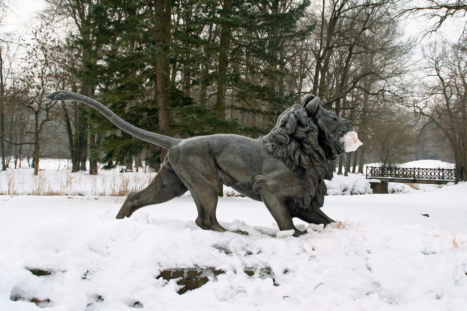 Branitzer Park bei Cottbus: Schneefressender Löwe