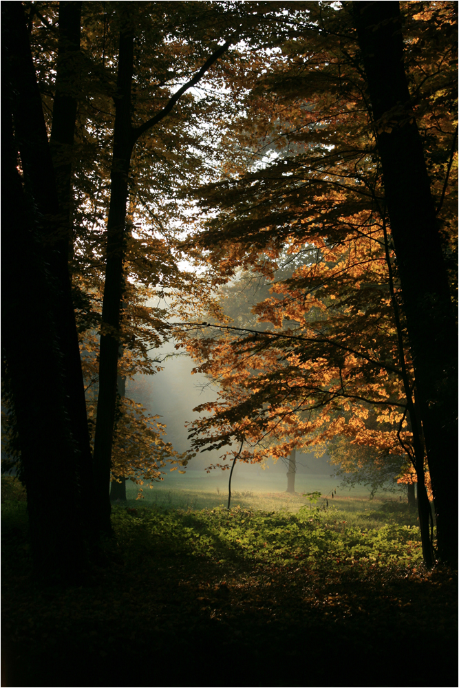 Branitzer Park - wilde Natur