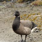 Branta bernicla