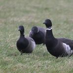 Branta bernicla nigricans