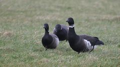 Branta bernicla nigricans