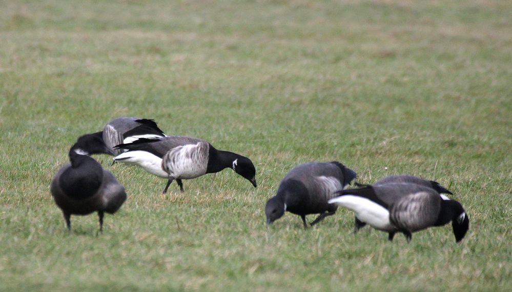 Branta bernicla rhota