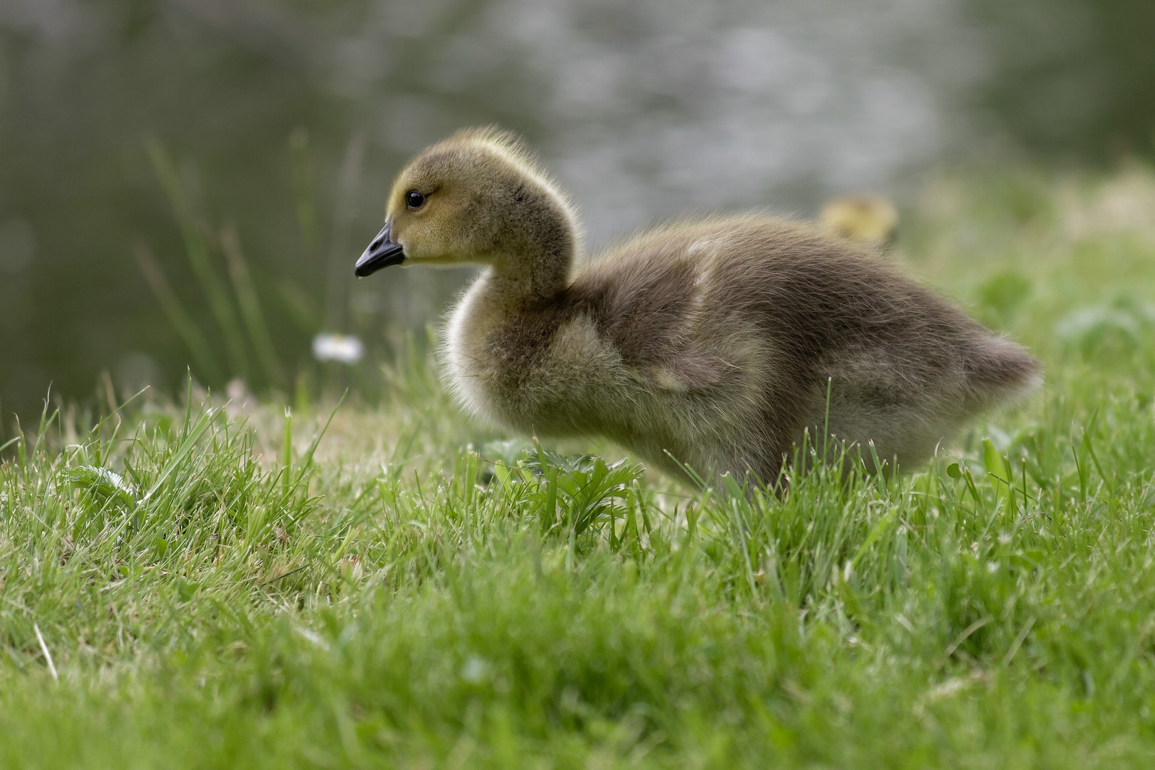 Branta canadensis