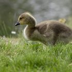 Branta canadensis