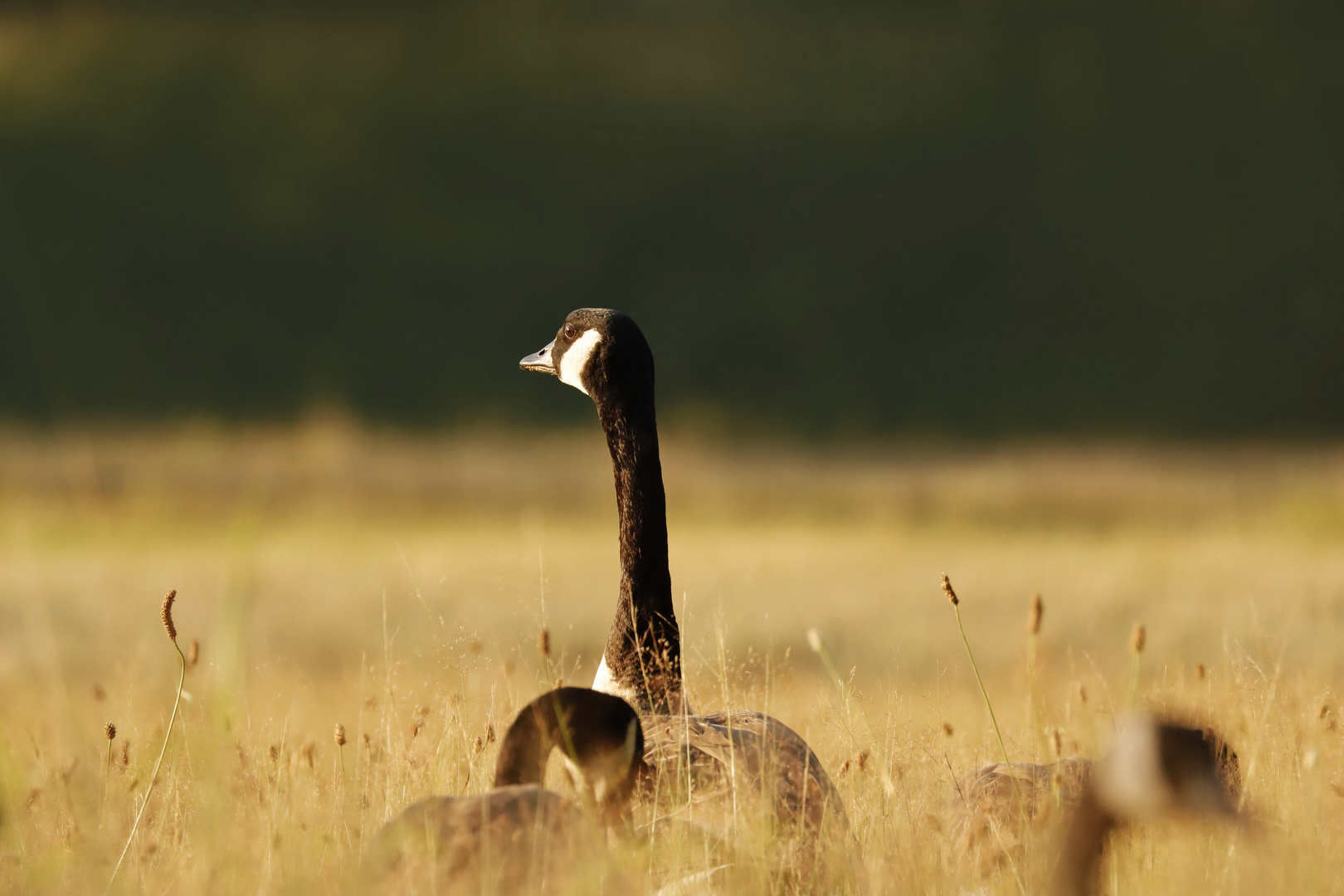 Branta canadensis