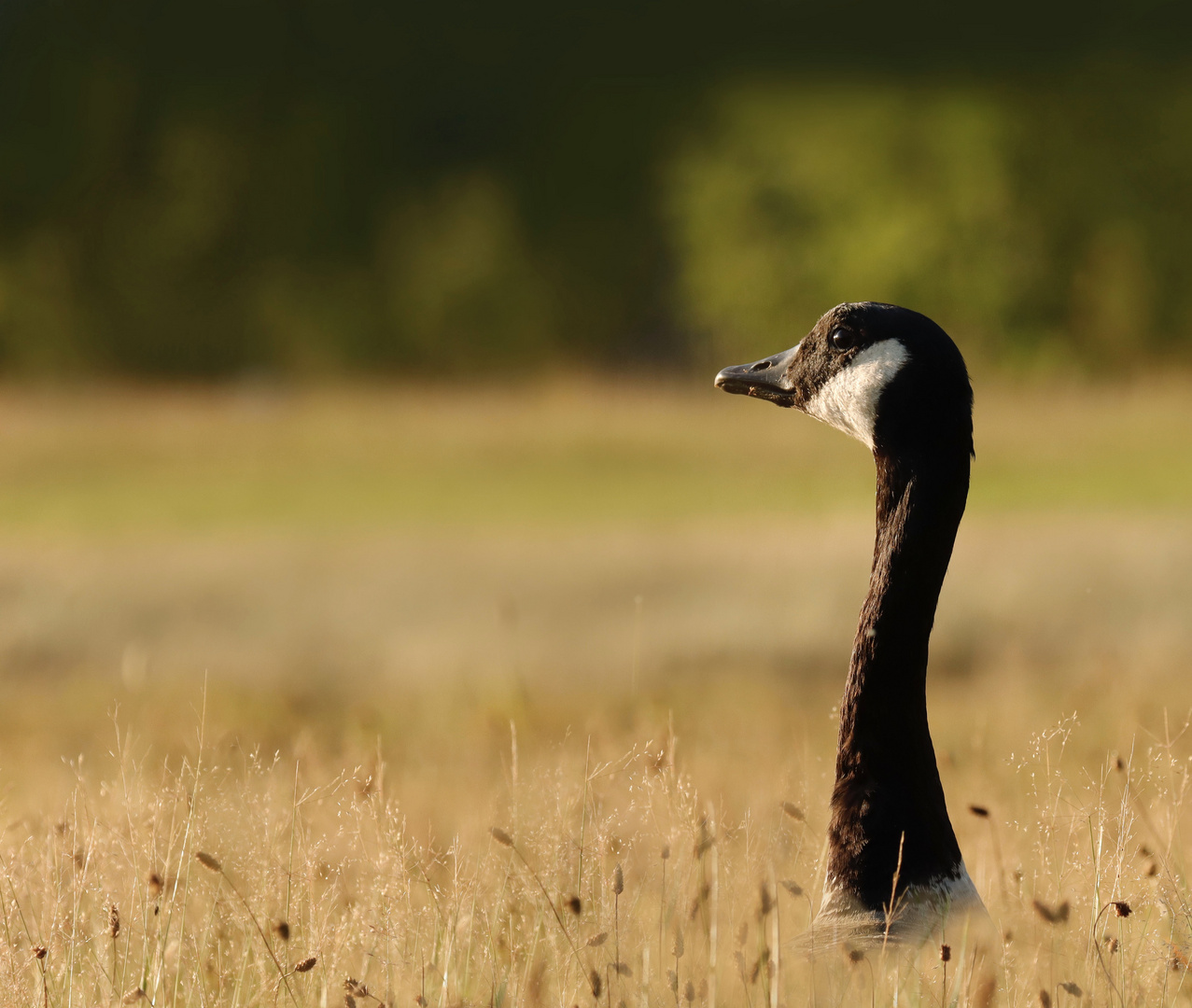 Branta canadensis