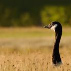 Branta canadensis