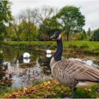 Branta canadensis