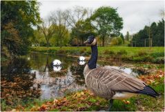 Branta canadensis