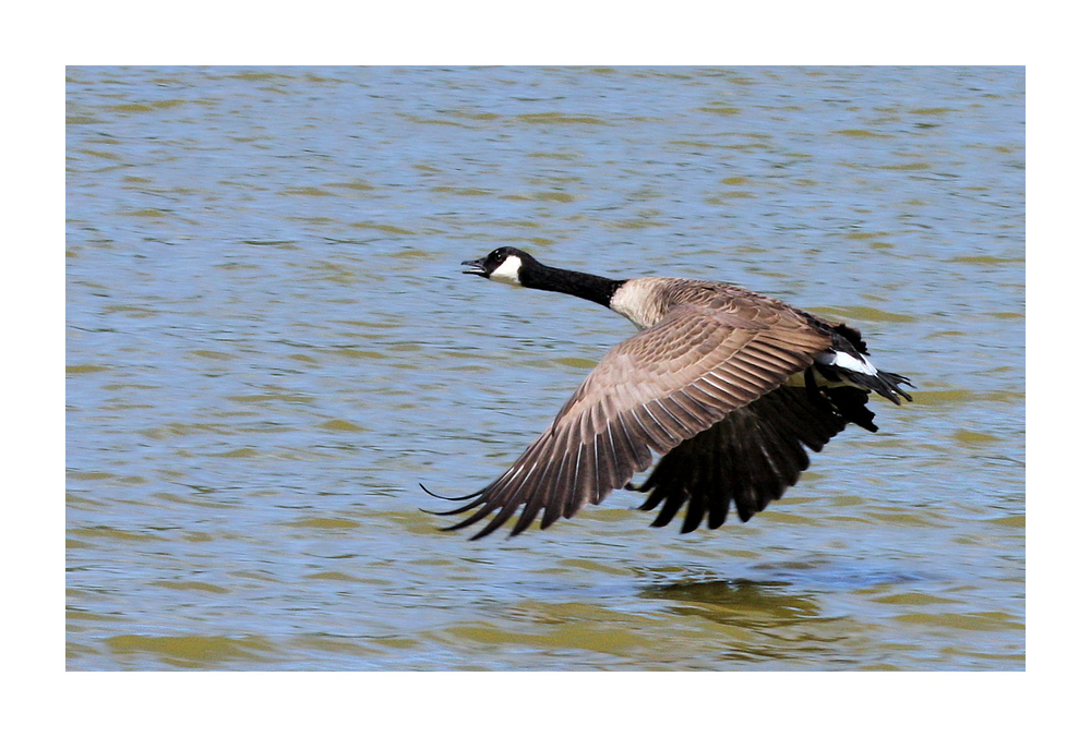 Branta canadensis