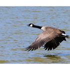 Branta canadensis