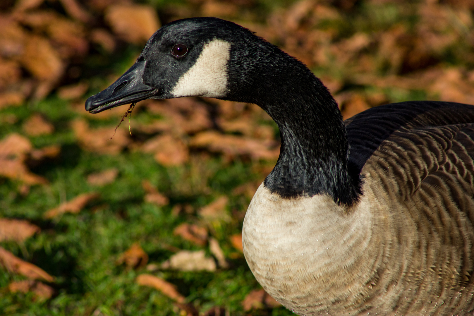 Branta canadensis