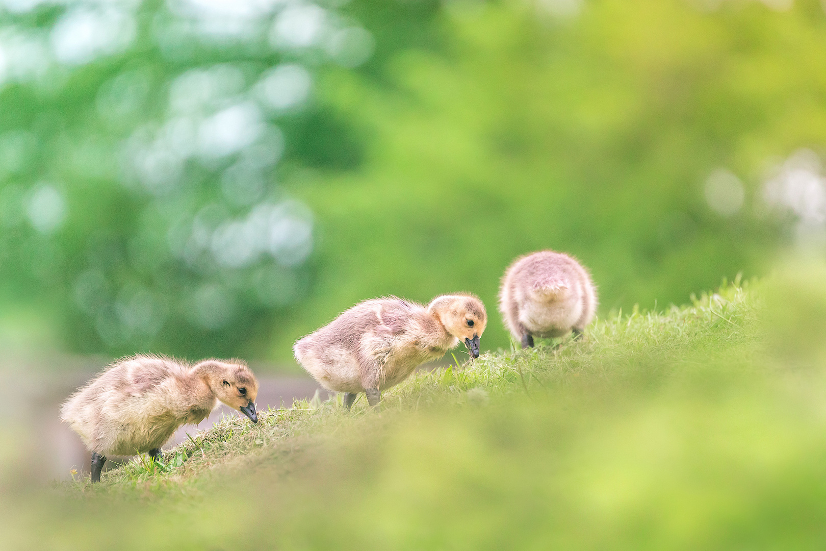 Branta Canadensis