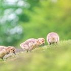 Branta Canadensis