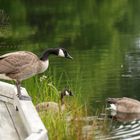 Branta canadensis