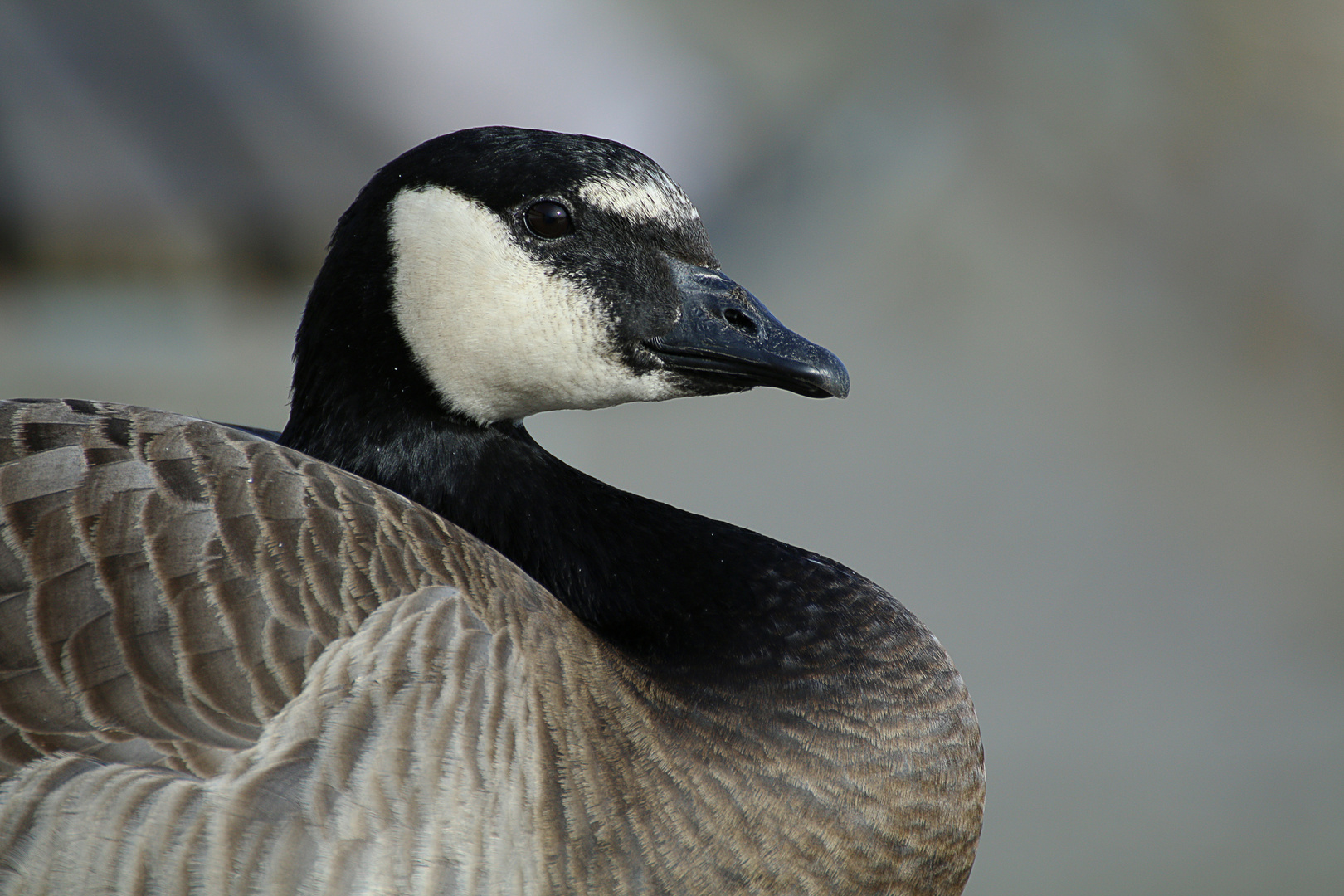 Branta canadensis