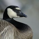 Branta canadensis