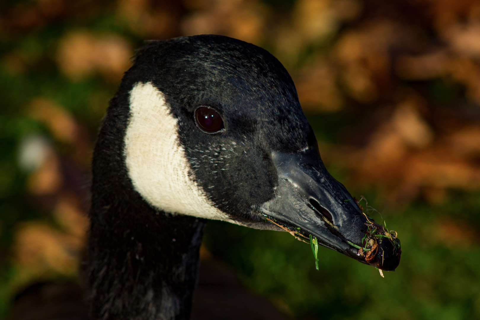 Branta canadensis