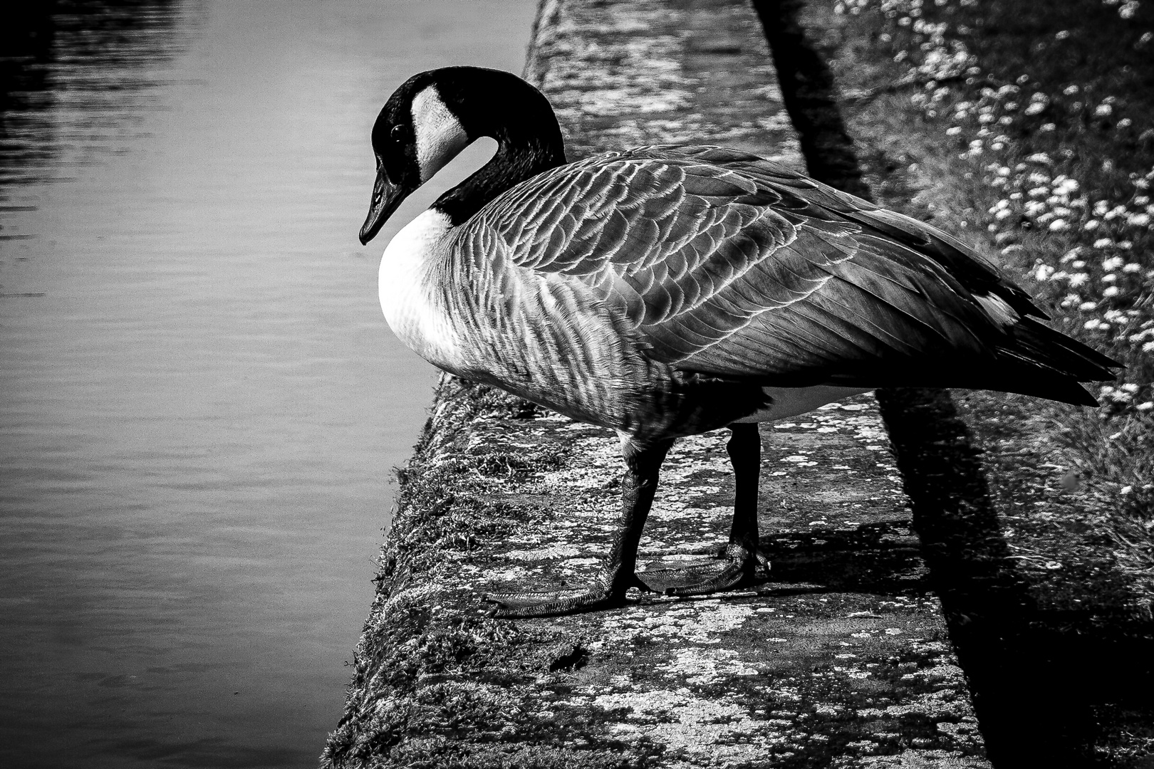 Branta canadensis