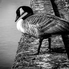 Branta canadensis