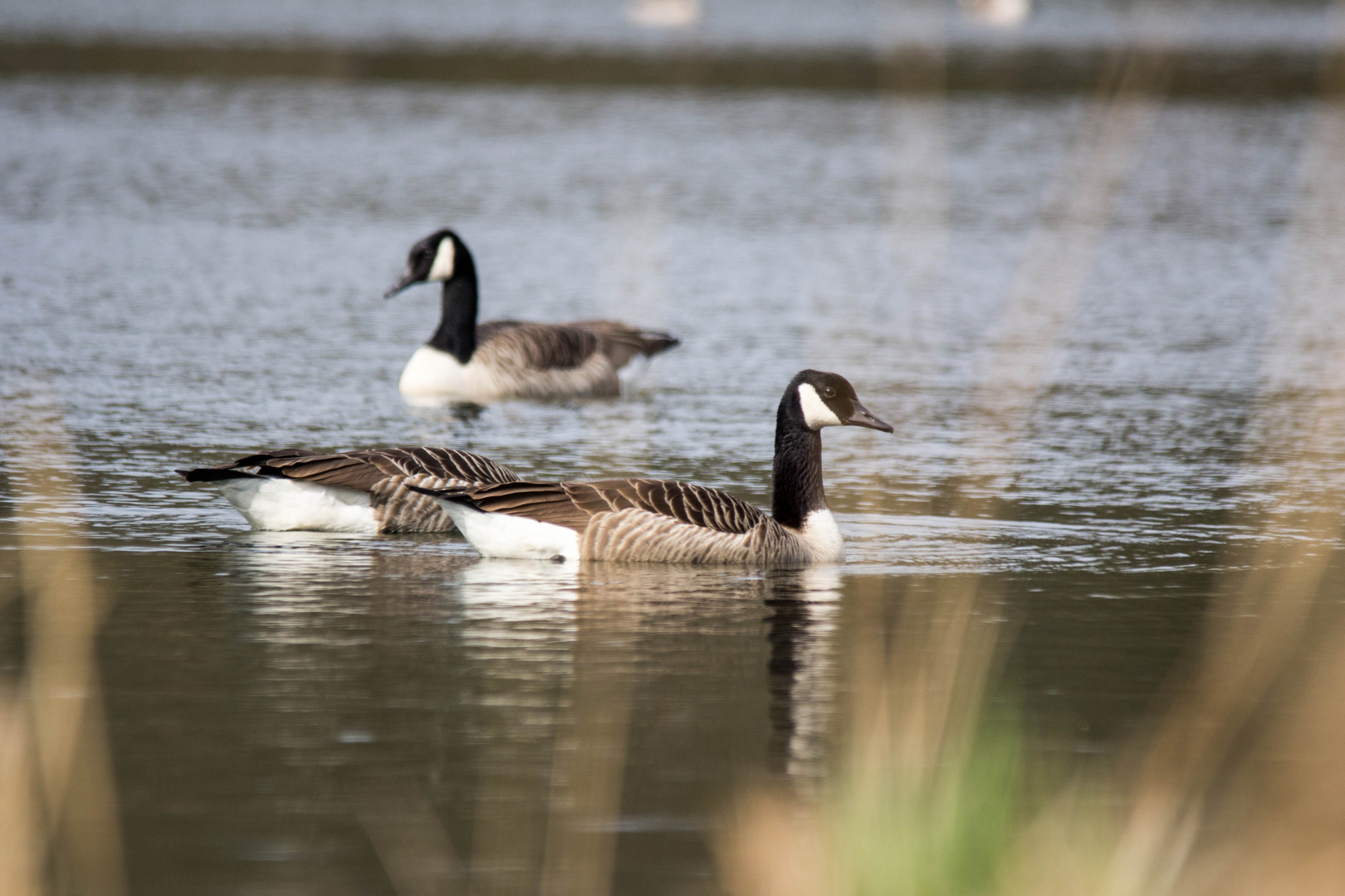 Branta canadensis,...