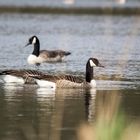 Branta canadensis,...