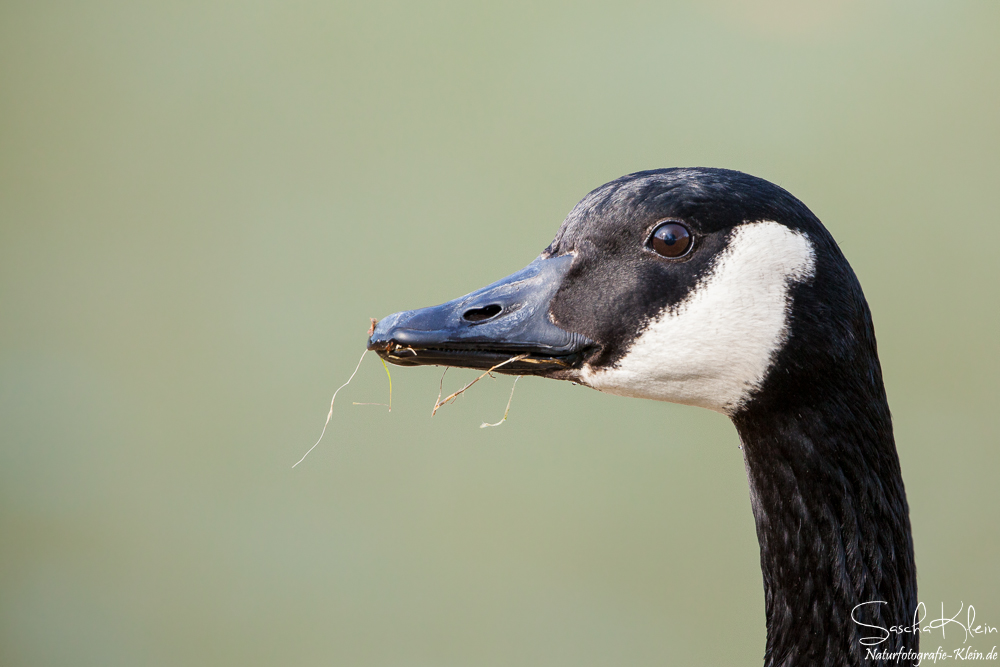 Branta canadensis