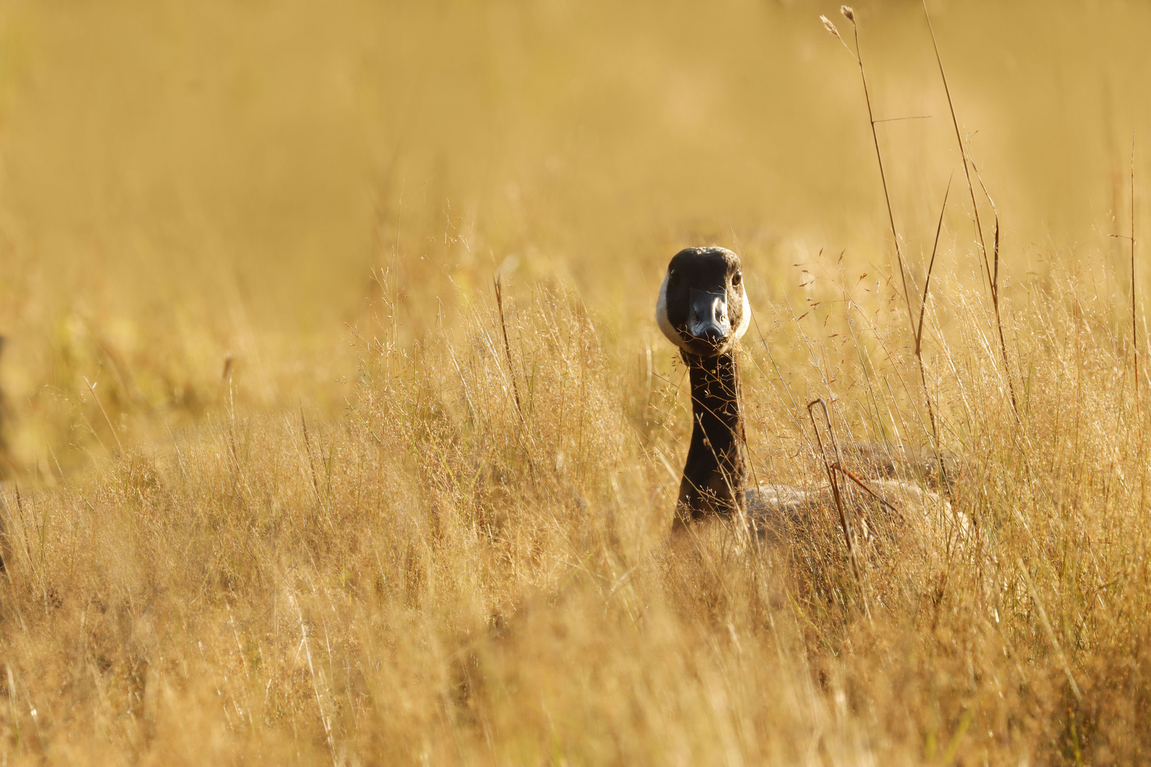 Branta canadensis