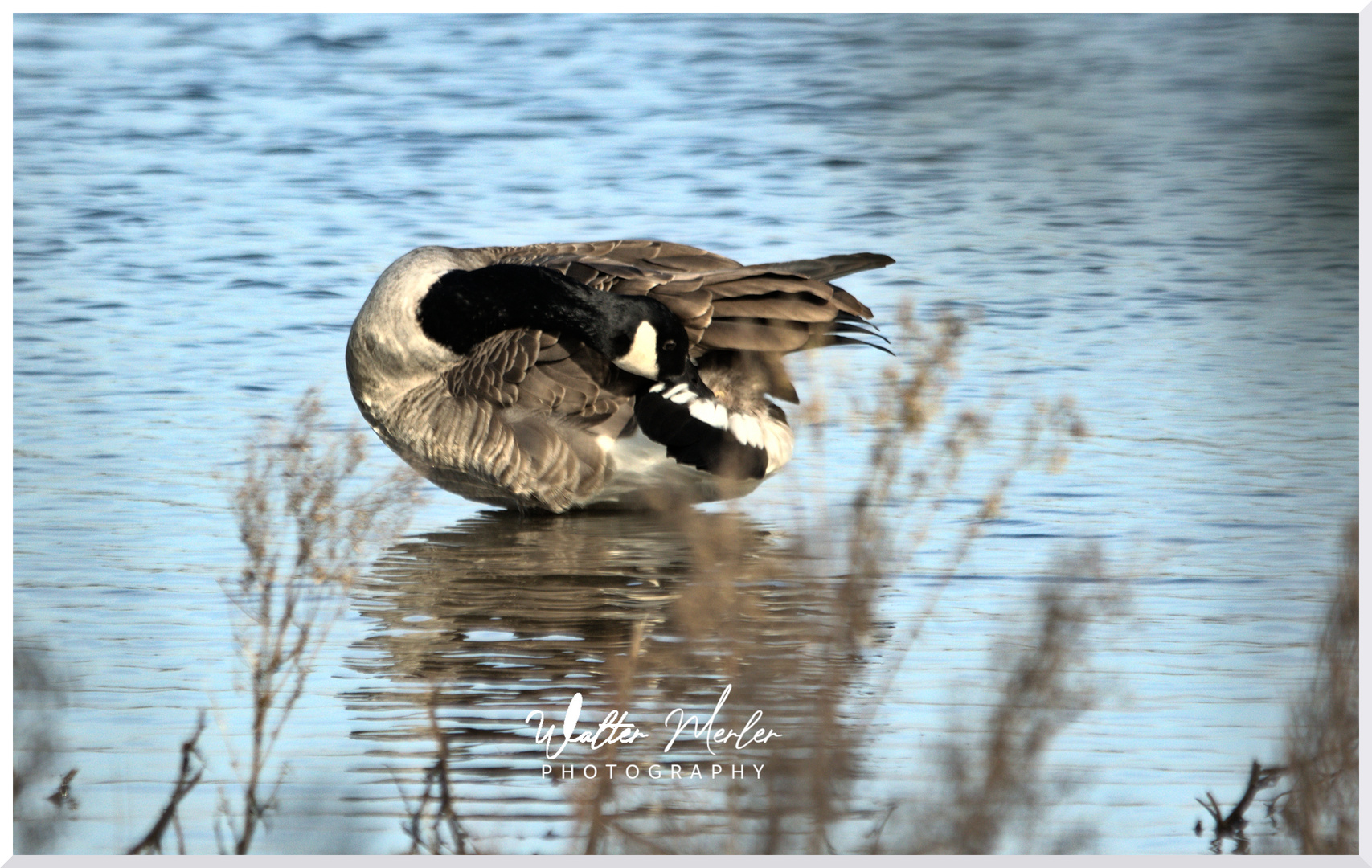 Branta Canadensis