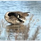 Branta Canadensis