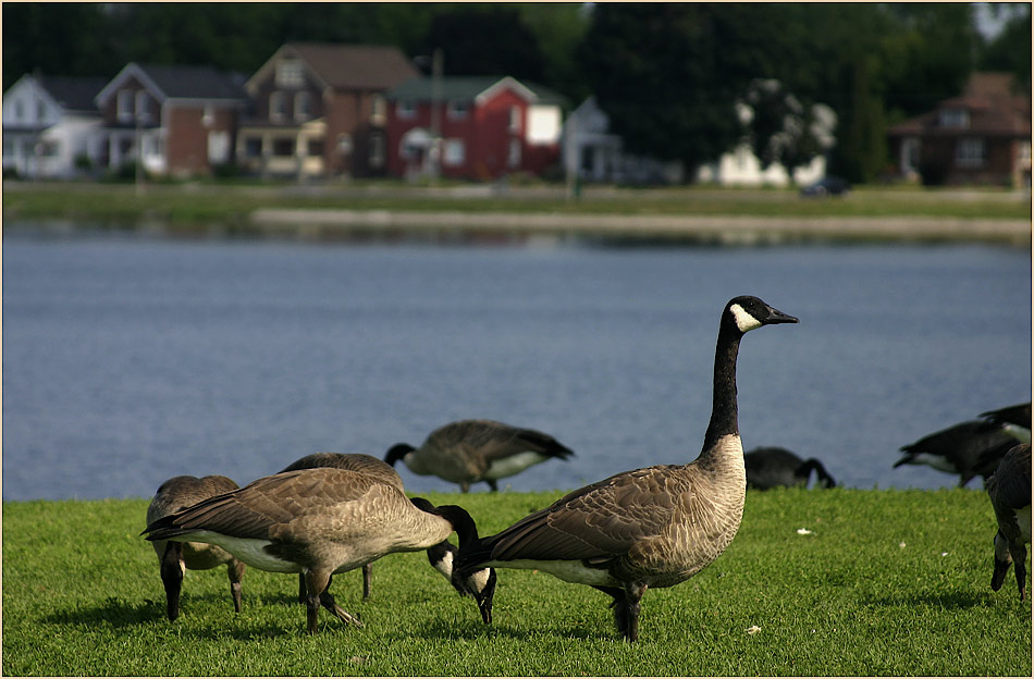 Branta canadensis - Canada Goose