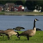 Branta canadensis - Canada Goose