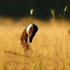 Branta canadensis