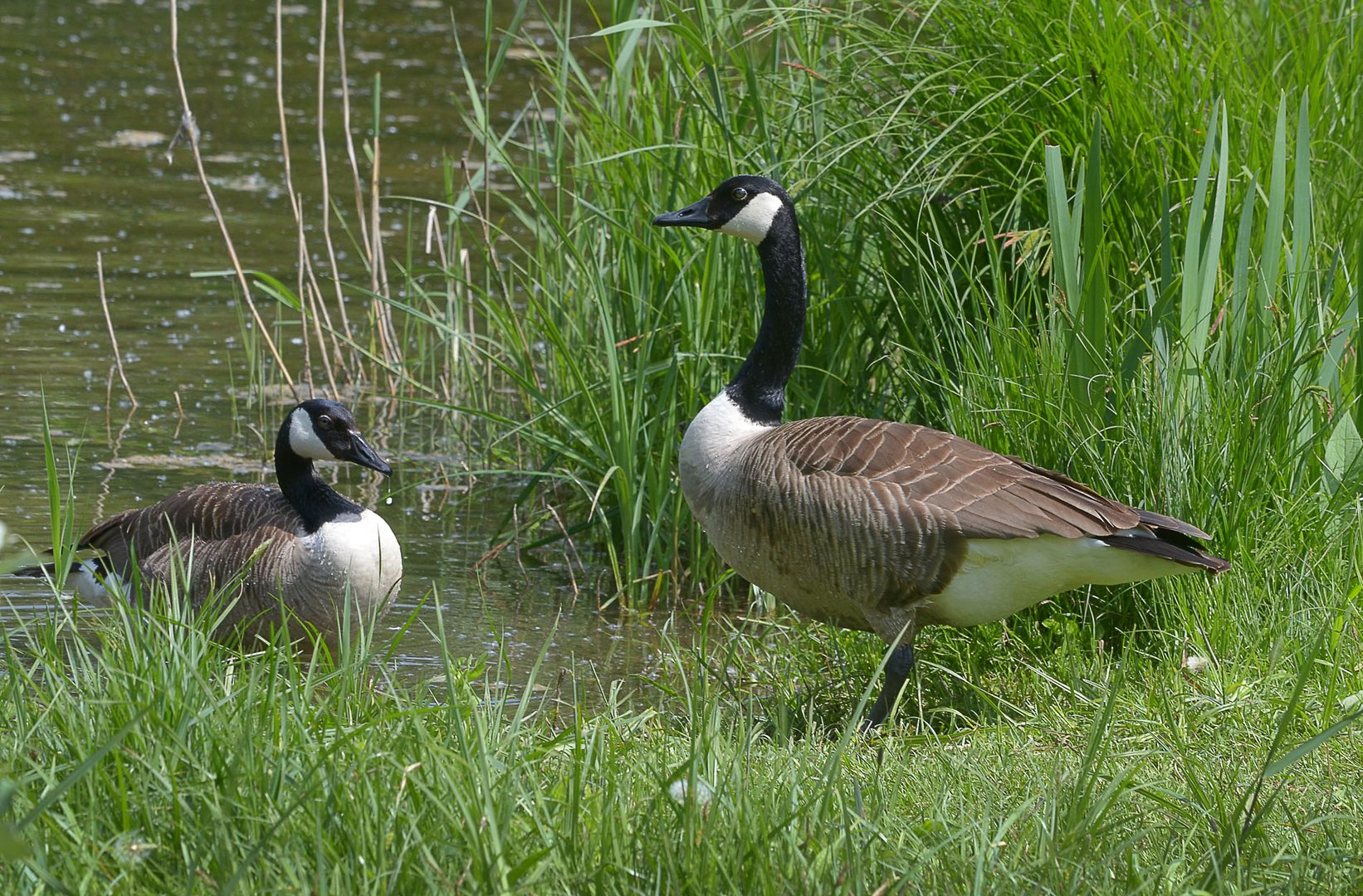 Branta canadensis