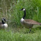 Branta canadensis