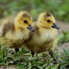 branta canadensis gosling