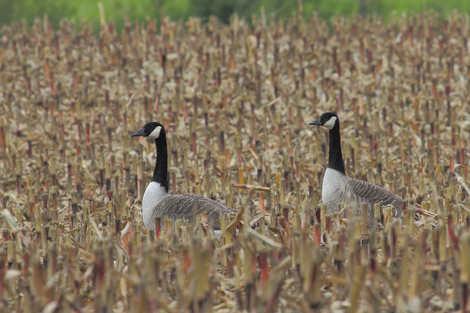 Branta canadensis ( Kanadagans )