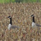 Branta canadensis ( Kanadagans )